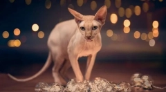 Mit kell tudnod, mielőtt elkezdené a szfinx otthonát